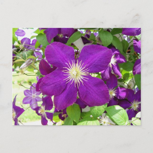 Carte Postale Clematis pourpre (Devant)