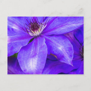 Carte Postale Clematis pourpre