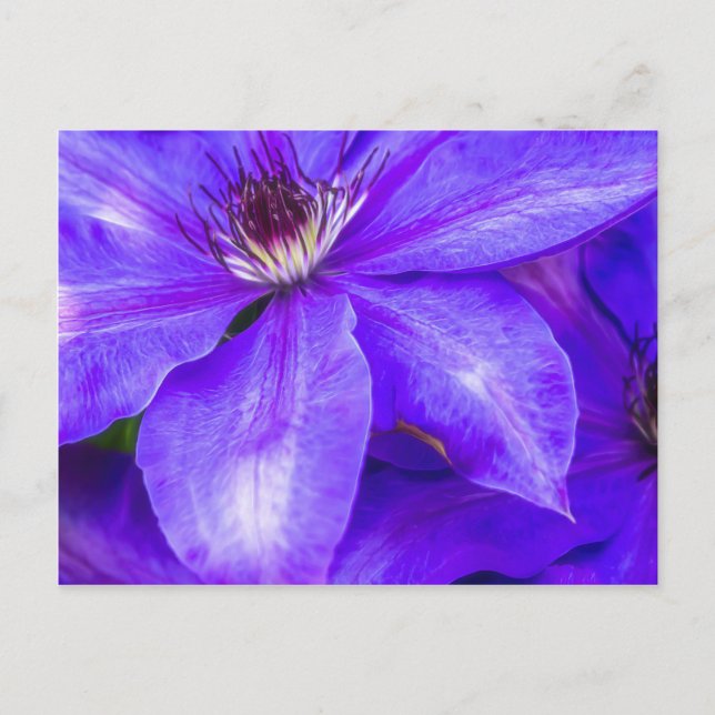 Carte Postale Clematis pourpre (Devant)