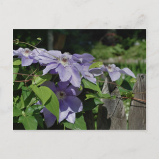 Carte Postale Clématis Violet Sur Fleur De Clématis