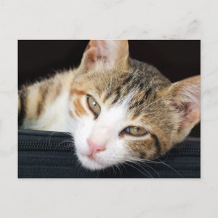 Carte postale Cleo Cat