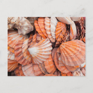 Carte Postale Clés de Floride, Key West, coquillages