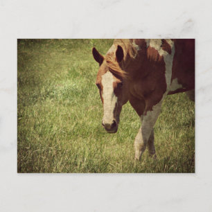 Carte Postale clinquant