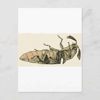 Carte Postale Cliquez sur Beetle