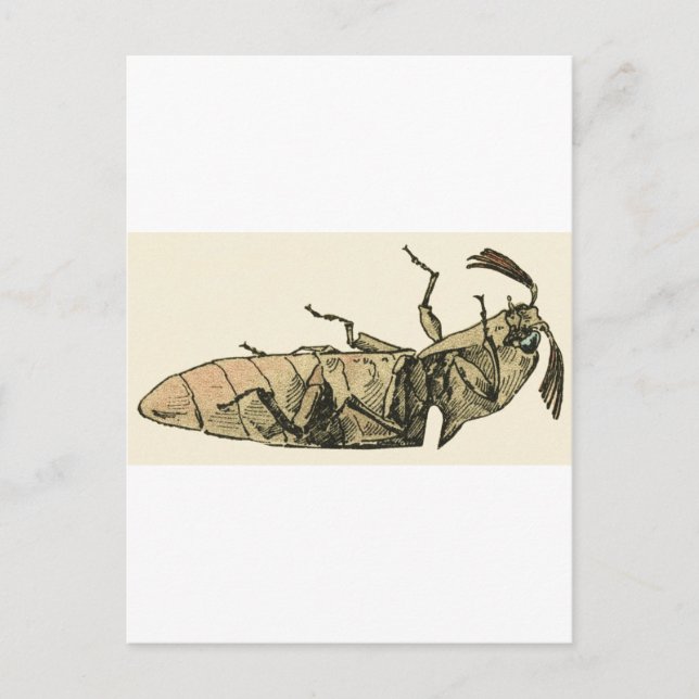 Carte Postale Cliquez sur Beetle (Devant)