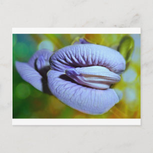 Carte Postale Clitoria