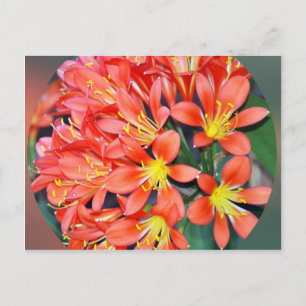 Carte Postale Clivia en pleine floraison