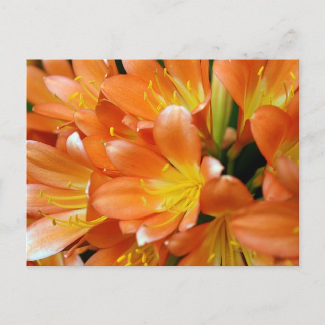 Carte Postale Clivia Miniata (Devant)
