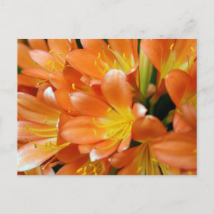 Carte Postale Clivia Miniata