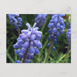 Carte Postale Cloches bleues