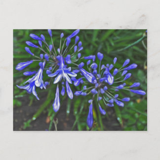 Carte Postale Cloches bleues