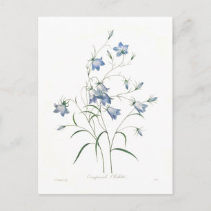 Carte Postale Clochette Campanula
