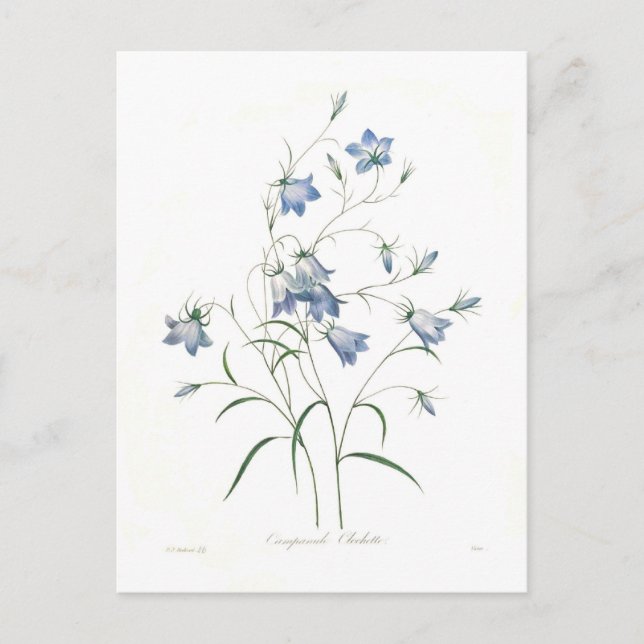 Carte Postale Clochette Campanula (Devant)