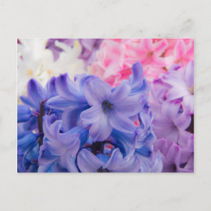 Carte Postale Close-up of hyacinth