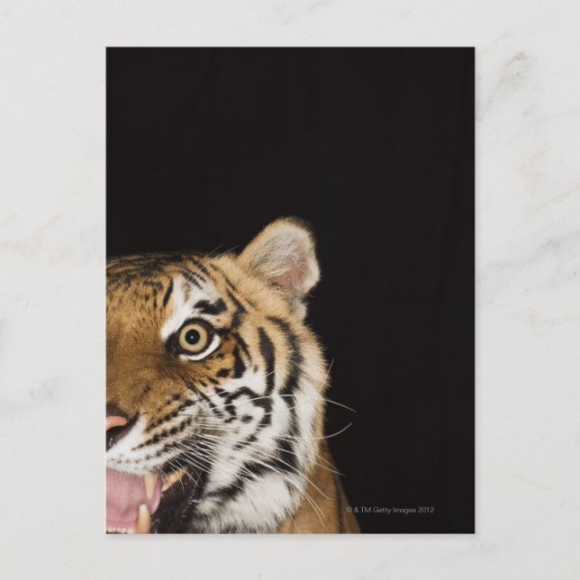 Carte Postale Close up of roaring tiger's face (Devant)