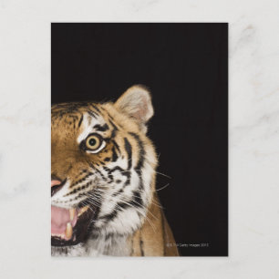 Carte Postale Close up of roaring tiger's face
