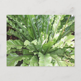 Carte Postale Close-up of the fern, Asplenium nidus.