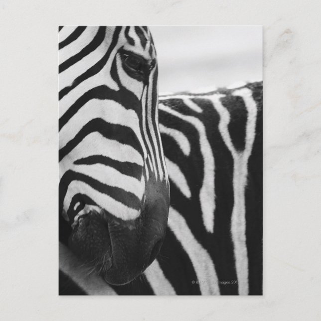 Carte Postale Close-up of zebra face and shoulder (Devant)