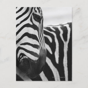 Carte Postale Close-up of zebra face and shoulder