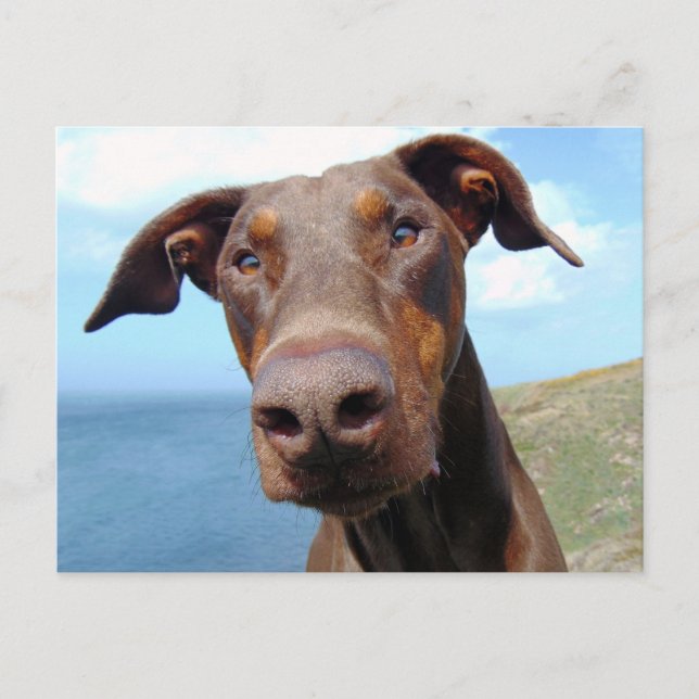 Carte Postale Closeudo drôle d'un chien Doberman naturel (Devant)