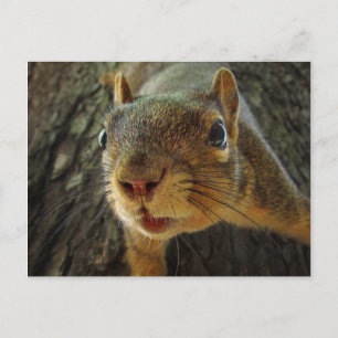 Carte Postale Closeup 2 à accrochage d'écureuil