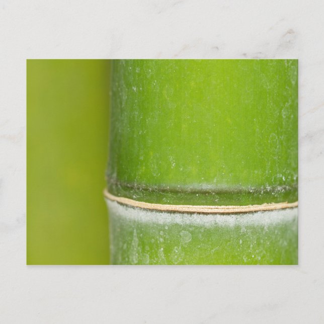 Carte Postale Closeup Bamboo Stalk (Devant)