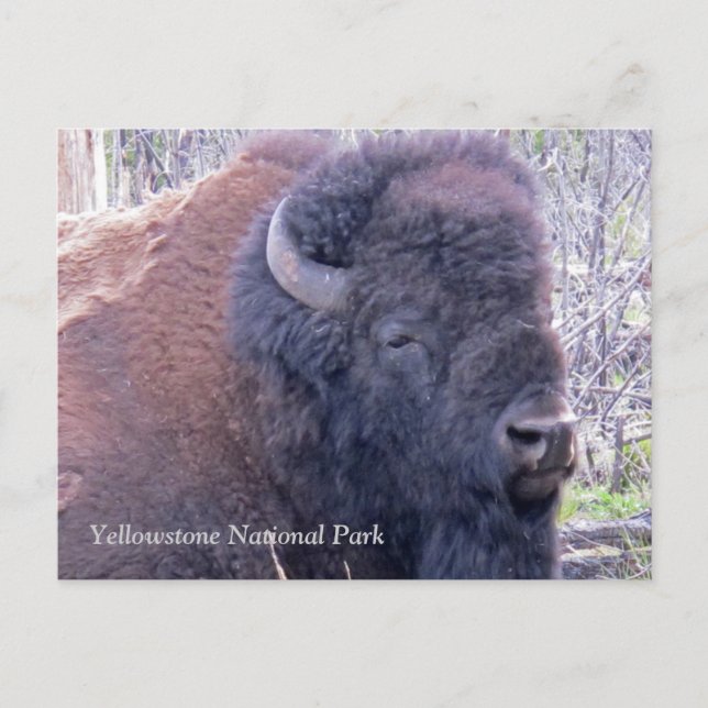 Carte postale Closeup Bison (Devant)