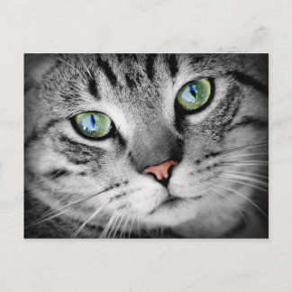 Carte Postale Closeup Cat
