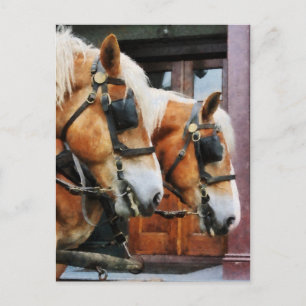 Carte Postale Closeup Clydesdale