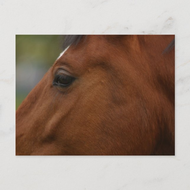 Carte Postale Closeup de Bay Horse (Devant)
