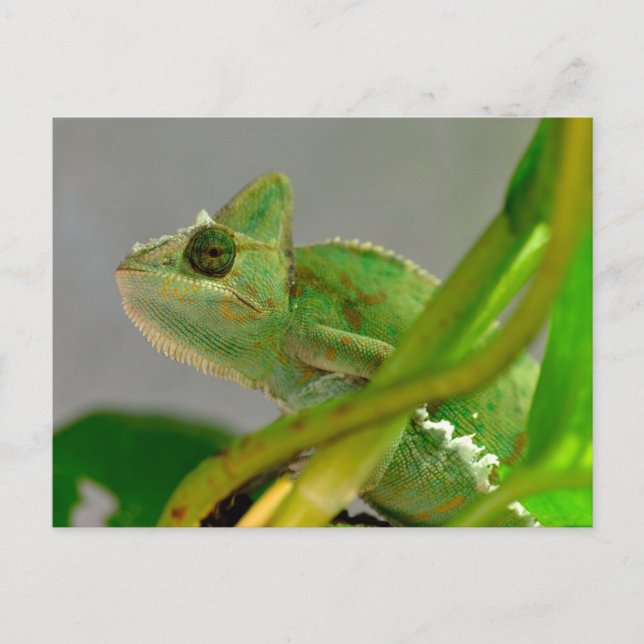 Carte Postale Closeup de caméléon voilé parmi les plantes (Devant)