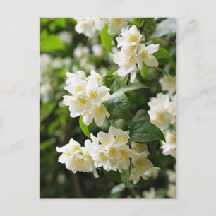 Carte Postale Closeup de fleurs Jasmin