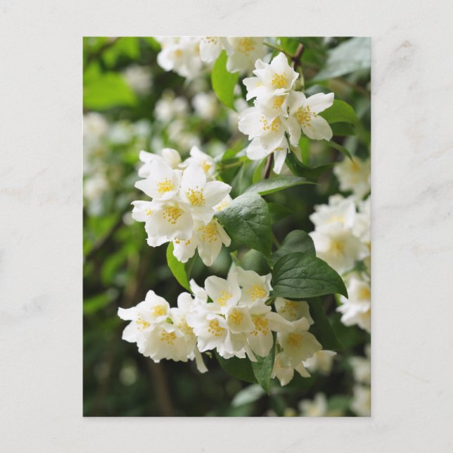 Carte Postale Closeup de fleurs Jasmin (Devant)