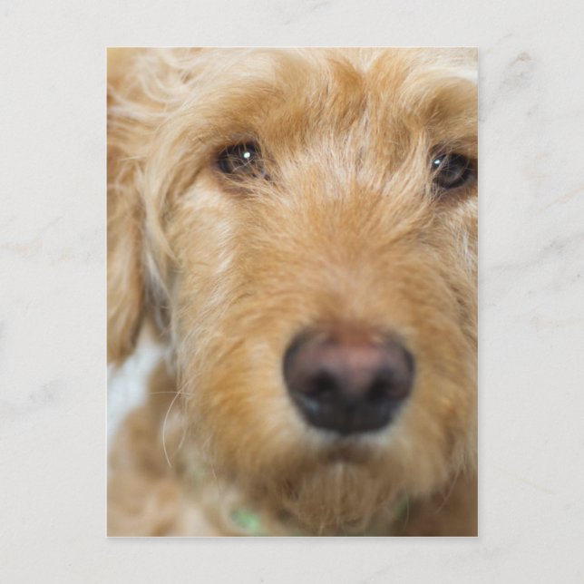 Carte Postale Closeup de Goldendoodle (Devant)