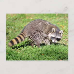 Carte Postale Closeup de Raccoon