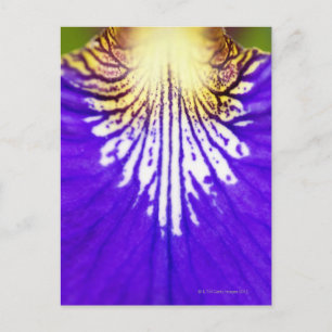 Carte Postale Closeup du fleur sauvage, drapeau bleu Iris (Iris