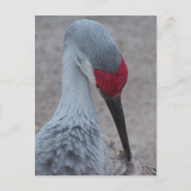Carte Postale Closeup du visage d'une grue de sable (Devant)