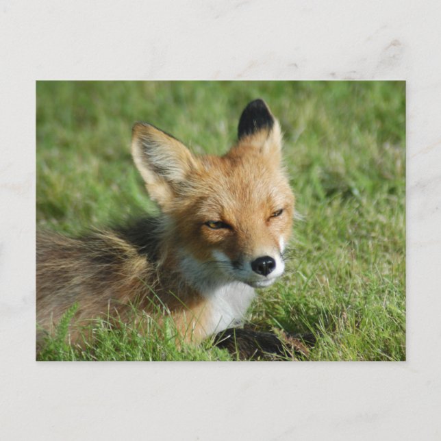 Carte Postale Closeup Fox, Brooks Falls Alaska (Devant)