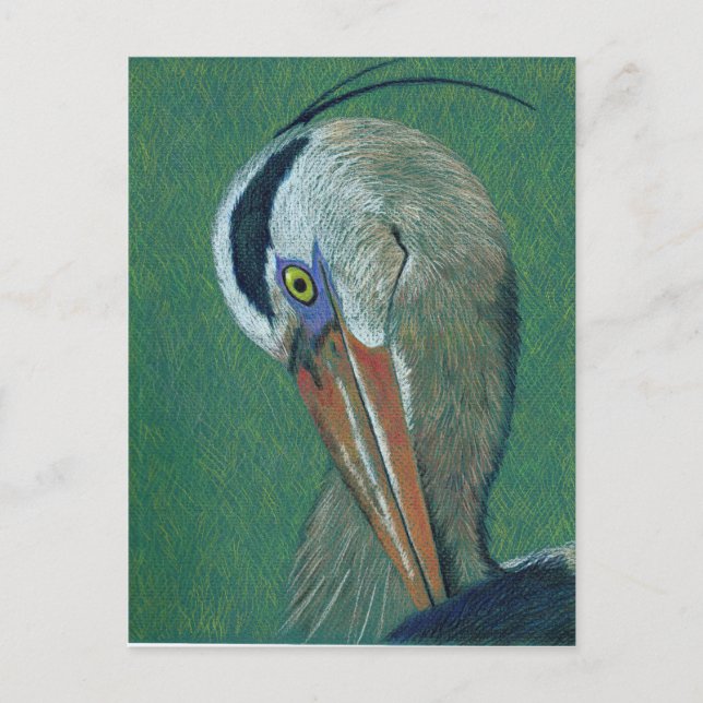 Carte Postale Closeup Heron (Devant)