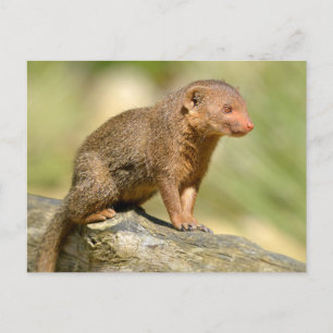 Carte Postale Closeup nain