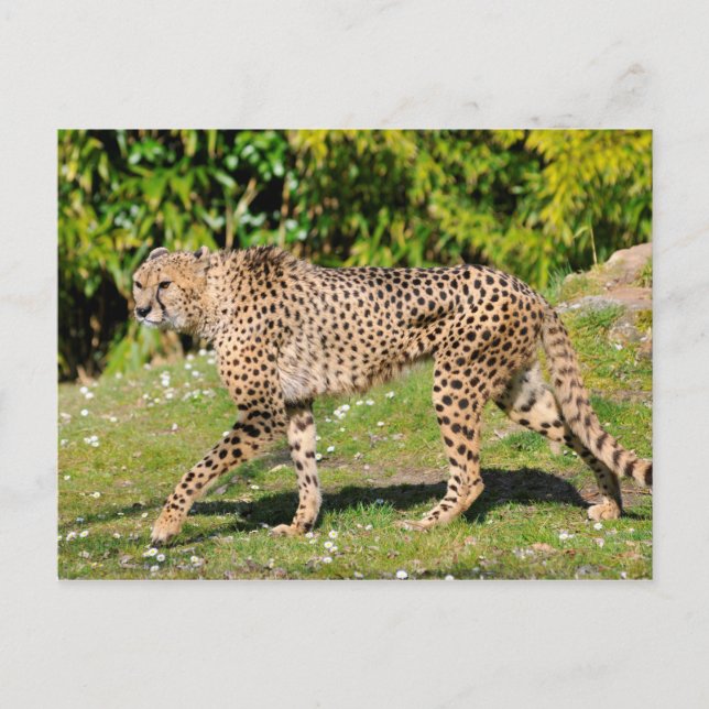 Carte Postale Closeup of African Cheetah (Devant)