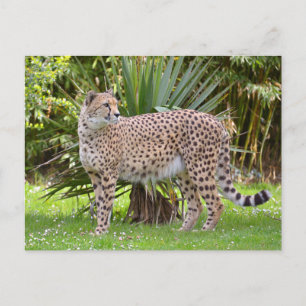 Carte Postale Closeup of African Cheetah