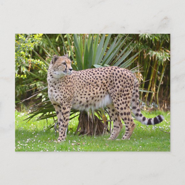 Carte Postale Closeup of African Cheetah (Devant)