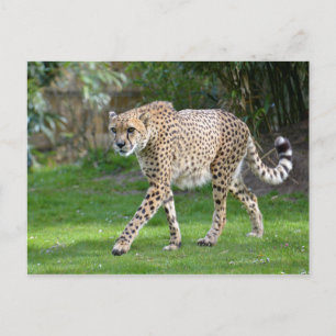 Carte Postale Closeup of African Cheetah