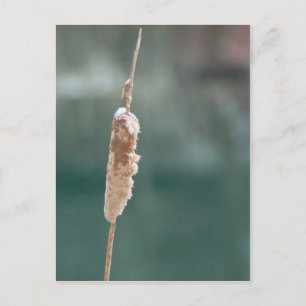 Carte Postale Closeuse de Cattail d'hiver