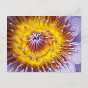 Carte Postale Closeuse de fleurs d'or et de violet