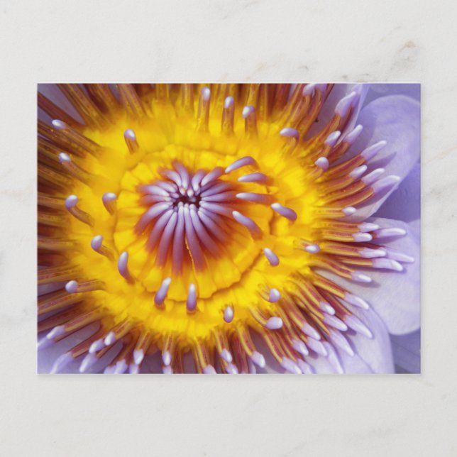 Carte Postale Closeuse de fleurs d'or et de violet (Devant)