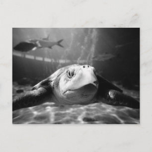 Carte Postale Closeuse de la tortue de mer