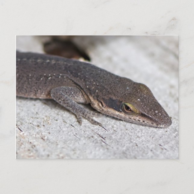 Carte Postale Closeuse de Lizard d'Onle Verte (Devant)