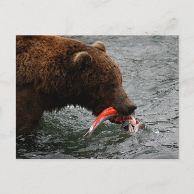 Carte Postale Closeuse d'ours, Brooks Falls Alaska (Devant)